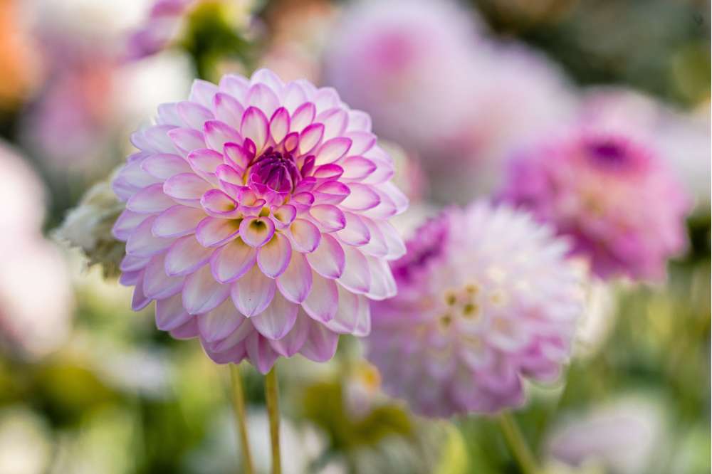 Dahlia 'Arbatax'